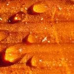 Fish Design by Gaetano Pesce: la collezione A/I 2025 accende di Fucsia Fluo