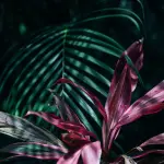 Come realizzare un giardino esotico: stile e design delle piante e nell'outdoor