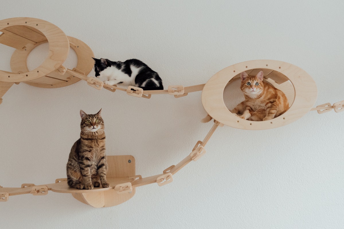 Pet Design: comfort e stile in casa per rendere felici i nostri animali