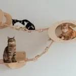 Pet Design: comfort e stile in casa per rendere felici i nostri animali