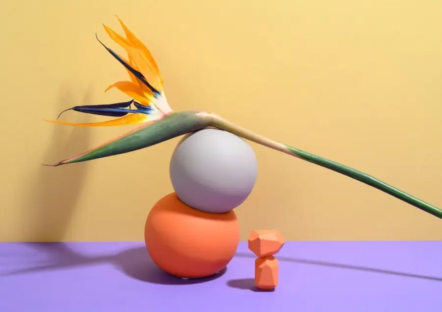 Piante indoor: 5 tipologie di tendenza per il 2022