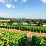 Aziende vitivinicole: cosa sono, principali caratteristiche e come funzionano