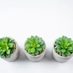 Come realizzare giardini moderni minimal con una progettazione precisa