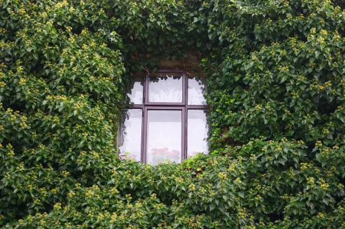 Parete verde stabilizzata: come creare un angolo di natura in casa