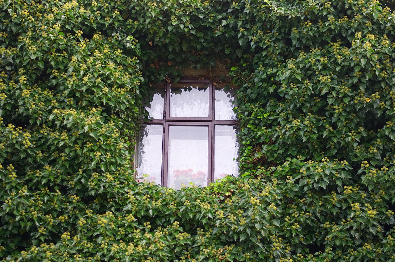 Parete verde stabilizzata: come creare un angolo di natura in casa