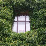 Parete verde stabilizzata: come creare un angolo di natura in casa