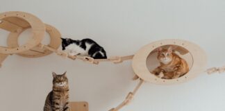 pet design